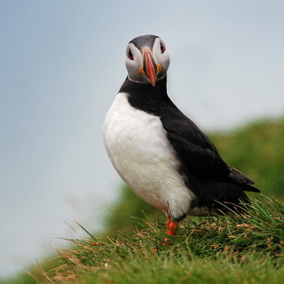Ingólfshöfdi - Puffin